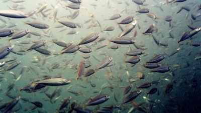 This Oct. 15, 2004 file photo shows a school of menhaden on the coast of Virginia Beach, VA.