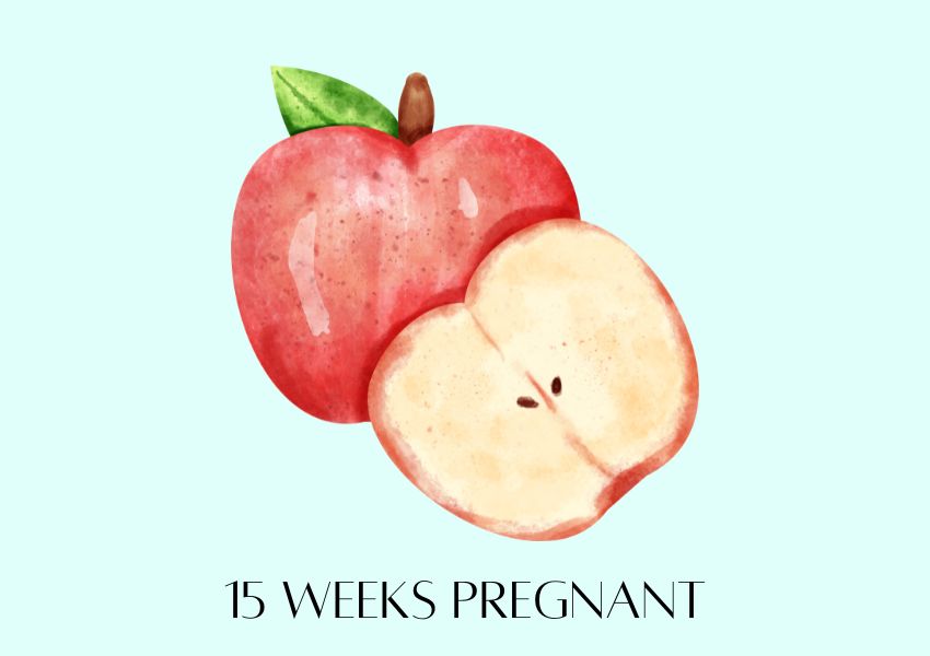 baby size pregnancy week 15 in fruit apple