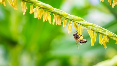 Bee Pollinating Corn Flower