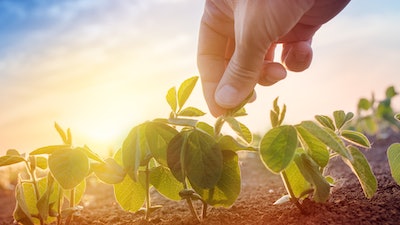 Farmer Working In Soybean Field In Morning