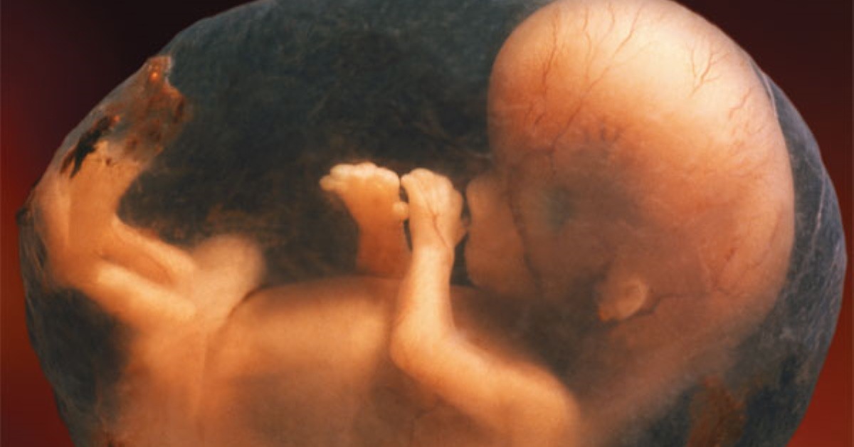 fetal development videos