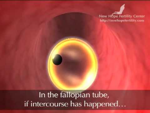 Follicle Development and Ovulation