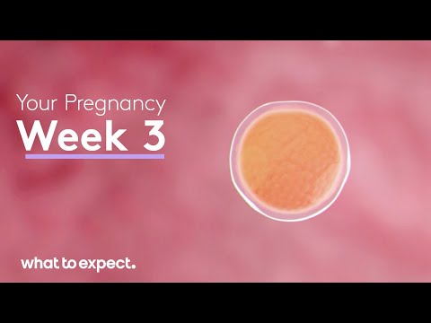 3 Weeks Pregnant - What to Expect