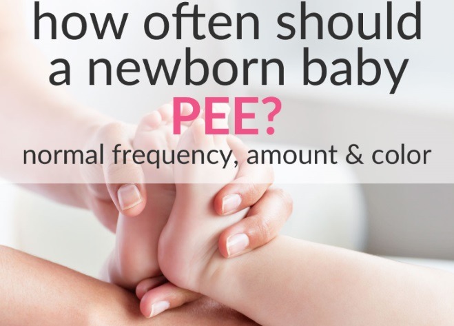 how often should a newborn pee