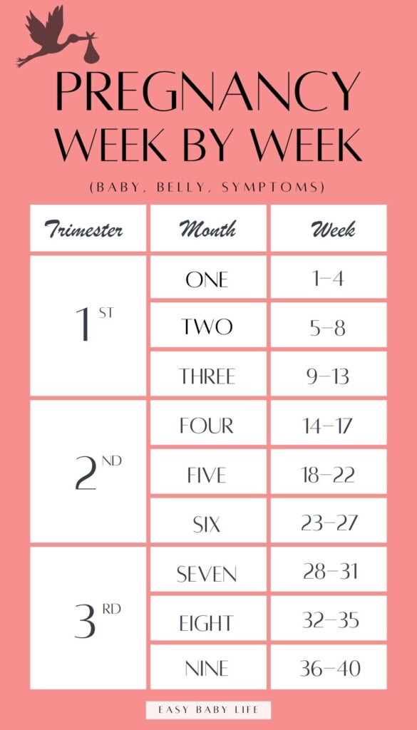 pregnancy week by week chart