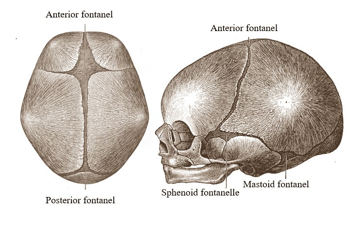 the six fontanels of a newborn baby