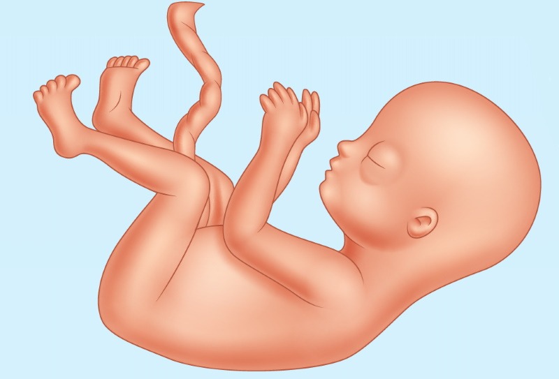 what does baby look like in week 16