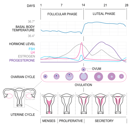 charting basal body temperature for pregnancy